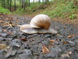 Wie Kinder Geräusche und Klänge der Natur entdecken