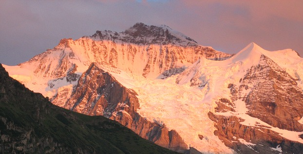 Spitzbergens Schneealgen im Dienste der Medizin-