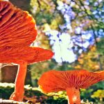 Vitalpilze - nachhaltig gesund mit Reishi und Co