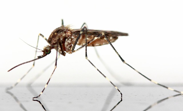 Mückenschutz – Warum Schutz gegen Mücken wichtig ist