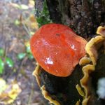 Reishi – Ein Pilz für langes Leben und Gesundheit