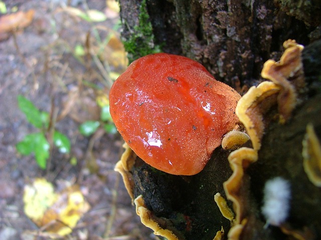 Reishi – Ein Pilz für langes Leben und Gesundheit