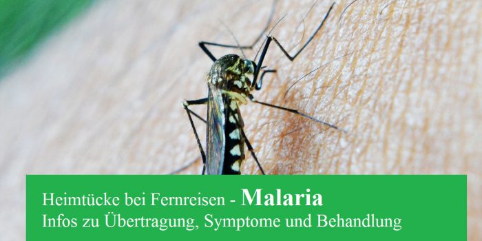 Malaria – warum infizierte Moskitos gefährlich sind