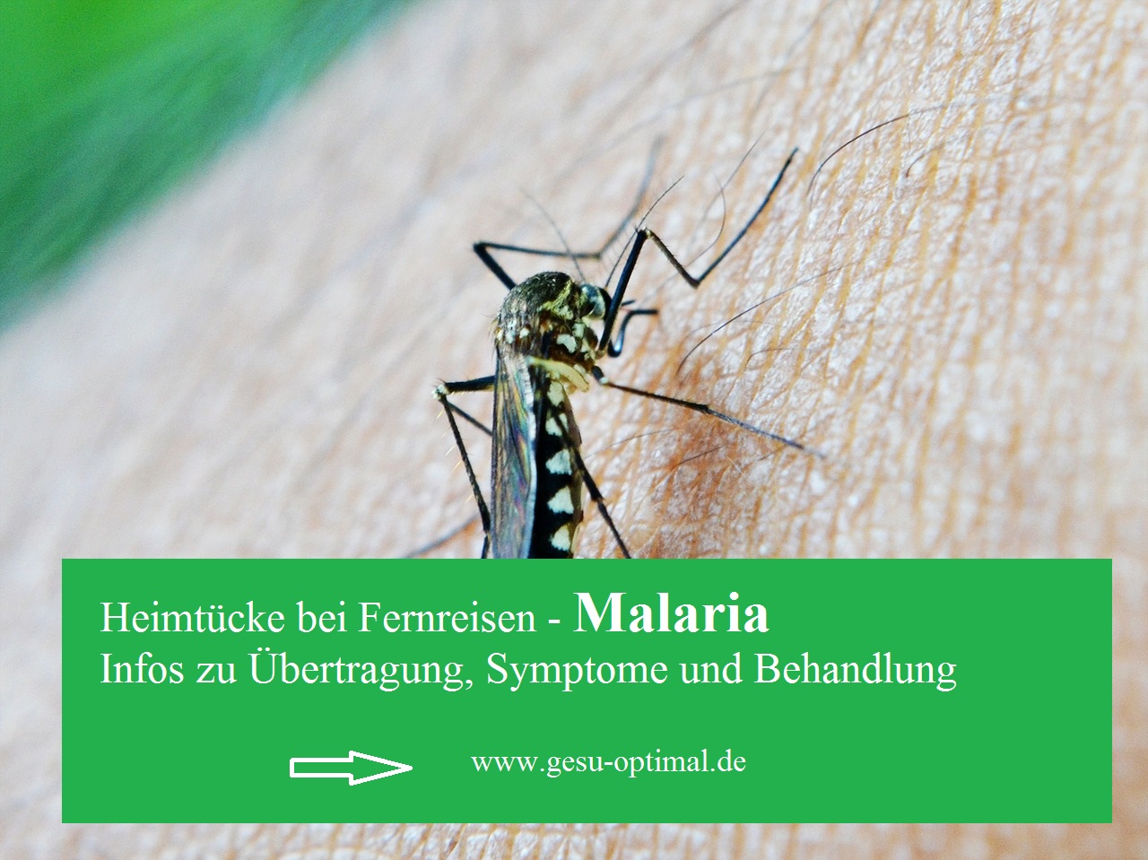 Malaria – warum infizierte Moskitos gefährlich sind