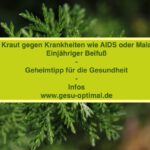 Einjähriger Beifuß - Artemisia Annua für die Gesundheit