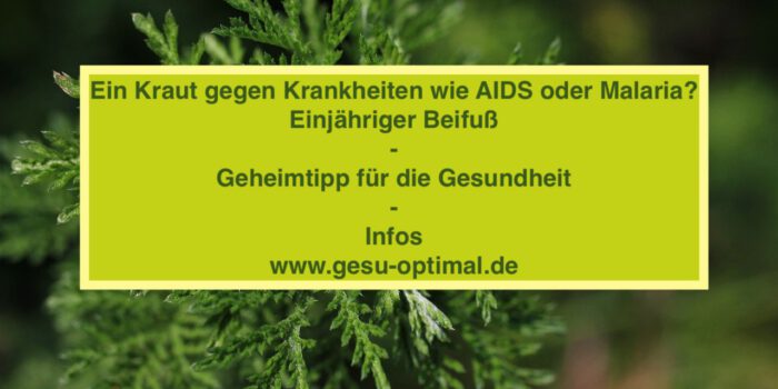 Einjähriger Beifuß - Artemisia Annua für die Gesundheit