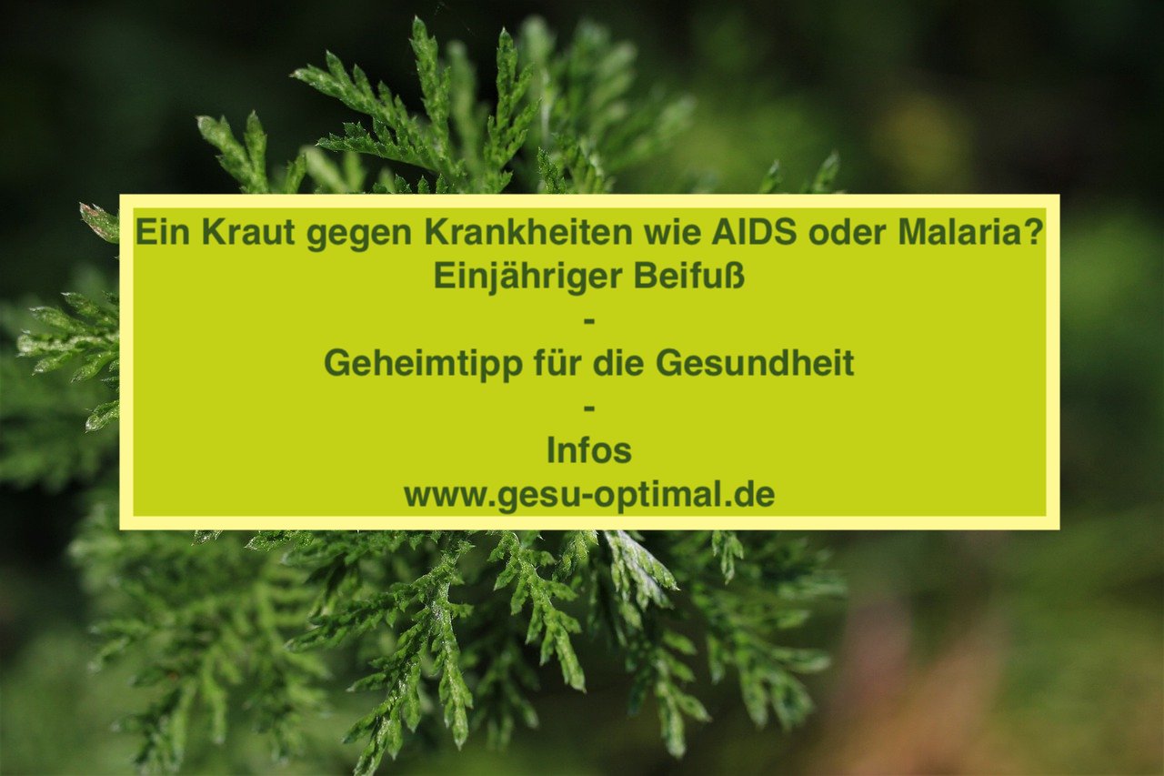 Einjähriger Beifuß - Artemisia Annua für die Gesundheit